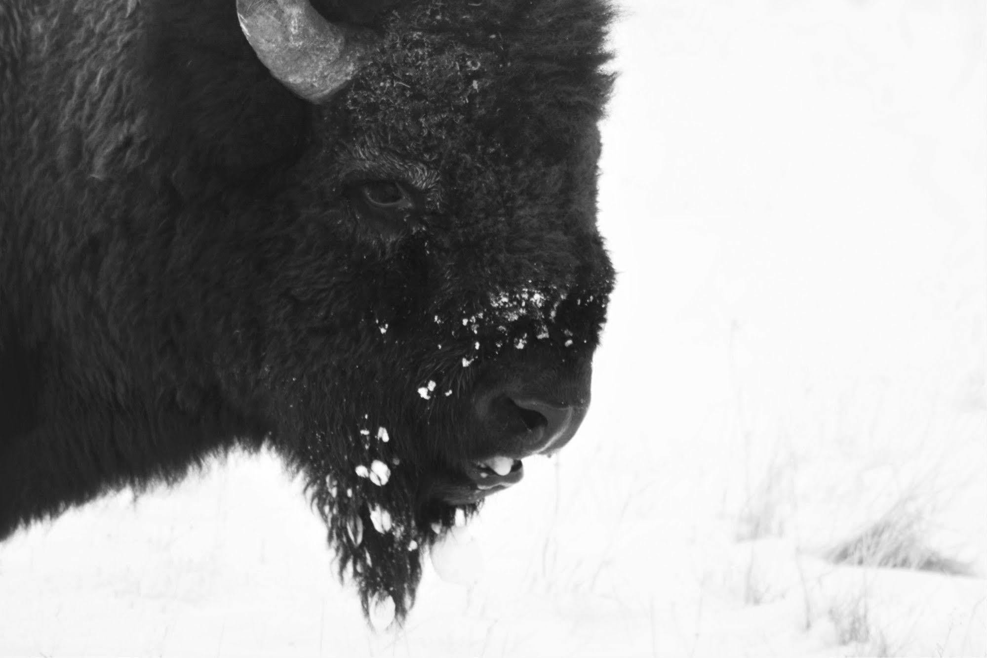 Brandin' Iron Inn West Yellowstone Kültér fotó